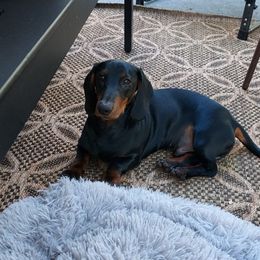 Dachshund All Grown Up from Woodshafen