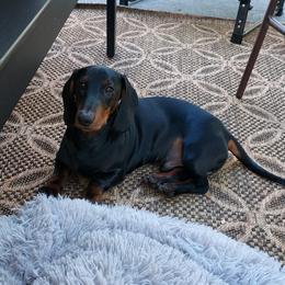 Dachshund All Grown Up from Woodshafen
