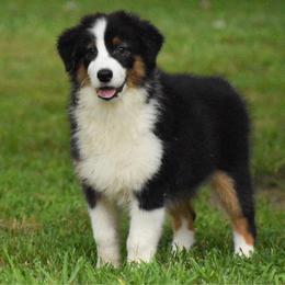 Puddles - Black tri-color female Australian Shepherd puppy in Easton, Missouri from MMA Kennel