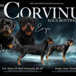 Rottweiler Puppies from Vom Corvinus Haus Rottweilers