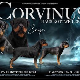 Rottweiler Puppies from Vom Corvinus Haus Rottweilers