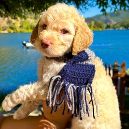 Luna - Apricot female Aussiedoodle puppy in Upper Lake, California from Redwood Aussiedoodles