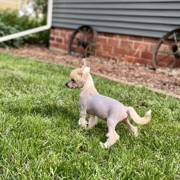 Chinese Crested Puppies from Ciao Bella Chinese Cresteds