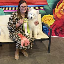 Labrador Retriever and Samoyed Puppies from Carefree Samoyeds & Deserthills Labradors