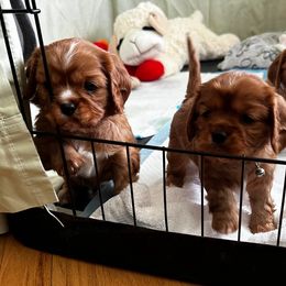Cavalier King Charles Spaniel Puppies from Crosby's Cavaliers