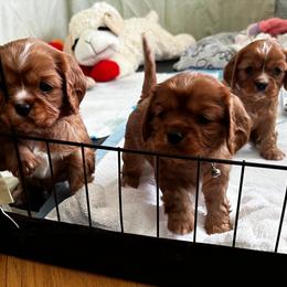 Cavalier King Charles Spaniel Puppies from Crosby's Cavaliers
