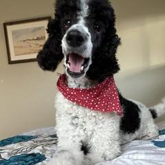 Bonnie - Poodle