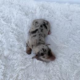 Velvet hex - Dapple female Dachshund puppy in Sacramento, California from HEFFERNAN HOUNDS