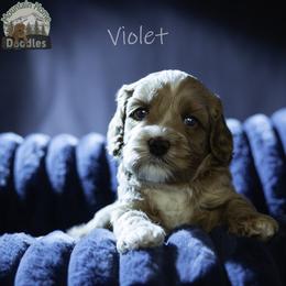 Violet - Apricot female Australian Labradoodle puppy in Cashmere, Washington from Mountain Home Doodles
