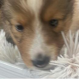 ORANGE COLLAR - Sable and white female Shetland Sheepdog puppy in Chipley, Florida from Stacey's Shelties