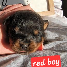 Red boy - Black and mahogany male Rottweiler puppy in Custer County, Oklahoma from Rough Creek Kennels