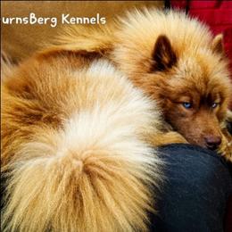 Tanner - Siberian Husky