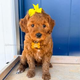 Honey crisp - Red  female Goldendoodle puppy in West Haven, Utah from Split Mountain Doodles