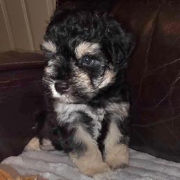 Alister - Black and silver male Miniature Schnauzer puppy in Graham, Washington from Kristy's French Bulldogs & Mini Schnauzers