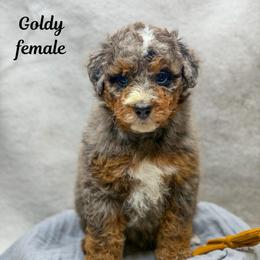 Goldy - Merle female Bernedoodle puppy in Williamson, New York from Lakeside Doodles