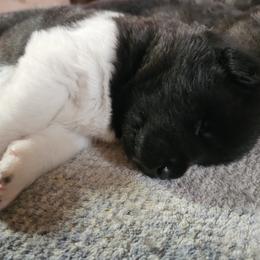 AKC Raiden - Black male Akita puppy in Tombstone, Arizona from WeVolution Off-Grid