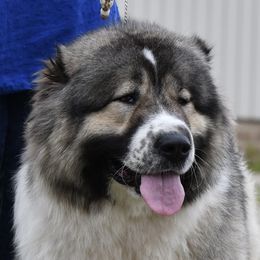 Dior - Caucasian Shepherd Dog