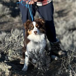 Tiny - Miniature Australian Shepherd