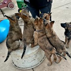 Belgian Laekenois Puppies from Cal Curly Coats Belgian Laekenois