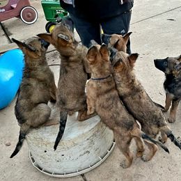 Belgian Laekenois Puppies from Cal Curly Coats Belgian Laekenois