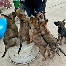 Belgian Laekenois Puppies from Cal Curly Coats Belgian Laekenois