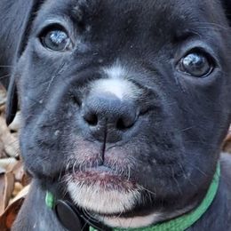 Green - Brindle Boxer puppy in Franklin, Georgia from Lakeside Kennels of Franklin