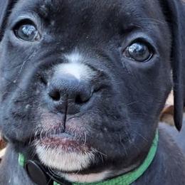 Green - Brindle Boxer puppy in Franklin, Georgia from Lakeside Kennels of Franklin