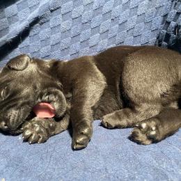 Labrador Retriever Puppies from Corner Crest Labs