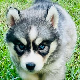 USA - Girl 1 - Gray and white female Siberian Husky puppy in Monroe, Georgia from Beastly Beauties Huskies & Pomskies