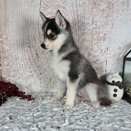 Duke - Gray and white male Pomsky puppy in Atwood, Illinois from Peace Road Puppies