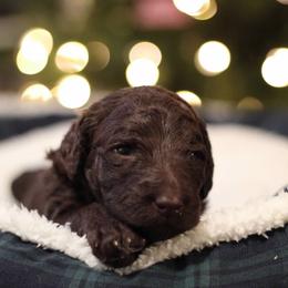 Goldendoodle Puppies from Doodles of Stonington
