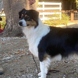 Gyspy - Australian Shepherd