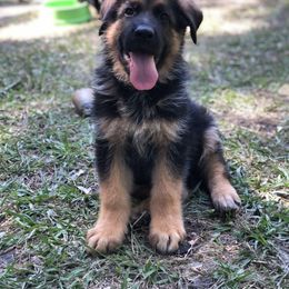 German Shepherd Puppies from Zwinger vom Schneider Wald