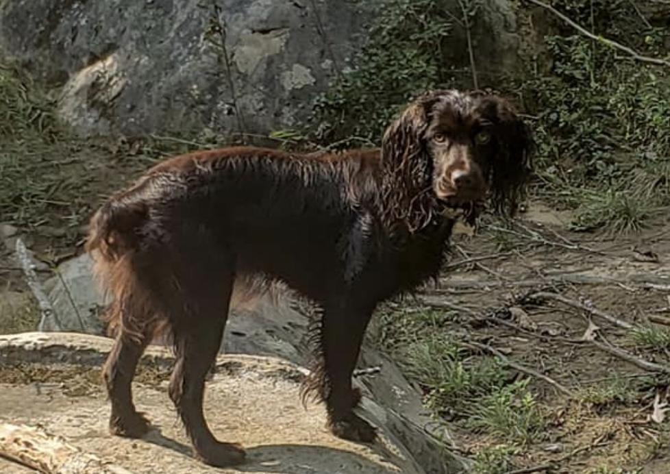 Tracey Snyder in West Virginia Boykin Spaniel puppies Good Dog