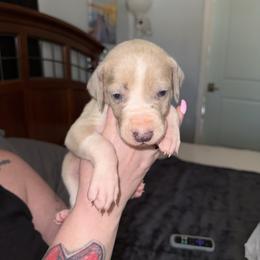 Orange collar - Mantle male Great Dane puppy in Loris, South Carolina from Days Danes