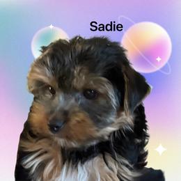 Yorkshire Terrier Puppies from Eileen’s Yorkies of Havasu