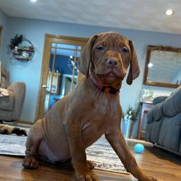 Babe - Golden rust female Vizsla puppy in Dundee, Iowa from CBJ Vizslas