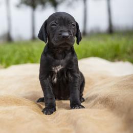 German Shorthaired Pointer Puppies from Spring River Kennel