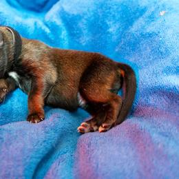 Jon Snow - Fawn male Belgian Malinois puppy in Baltimore, Maryland from Abenteurer German Shepherds & Belgian Malinois