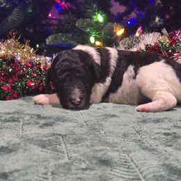 Boy 7 - Parti male Poodle puppy in Patterson, California from Paterson Poodles