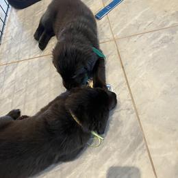 Flat-Coated Retriever Puppies from Kaia Golden Flat Coat