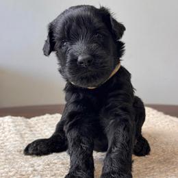Female 1 - Black female Giant Schnauzer puppy in St George, Utah from Schnauzer Ranch