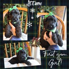 Twinkle - Brown female Whoodle puppy in Smallett, Missouri from Leshas Whoodles