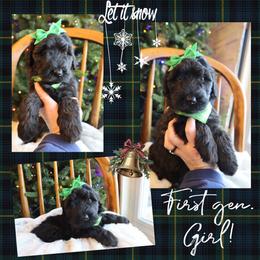 Twinkle - Brown female Whoodle puppy in Smallett, Missouri from Leshas Whoodles