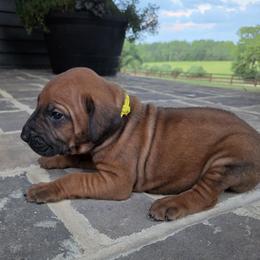 Boy 2 - Rd whtn blk nose male Rhodesian Ridgeback puppy in Gaffney, South Carolina from Circle D Farms