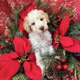 Kern - Cream male Labradoodle puppy in Somerset, California from Annie’s Animals