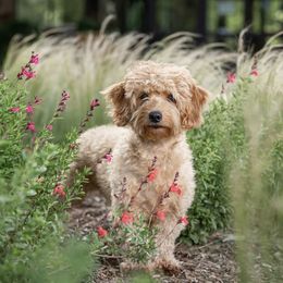 Lilo - Goldendoodle