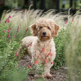 Lilo - Goldendoodle