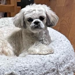Paris - Shih Tzu