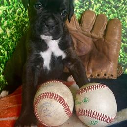 Girl 2 - Brindle female Boxer puppy in Plainwell, Michigan from Hope's Beautiful Boxers